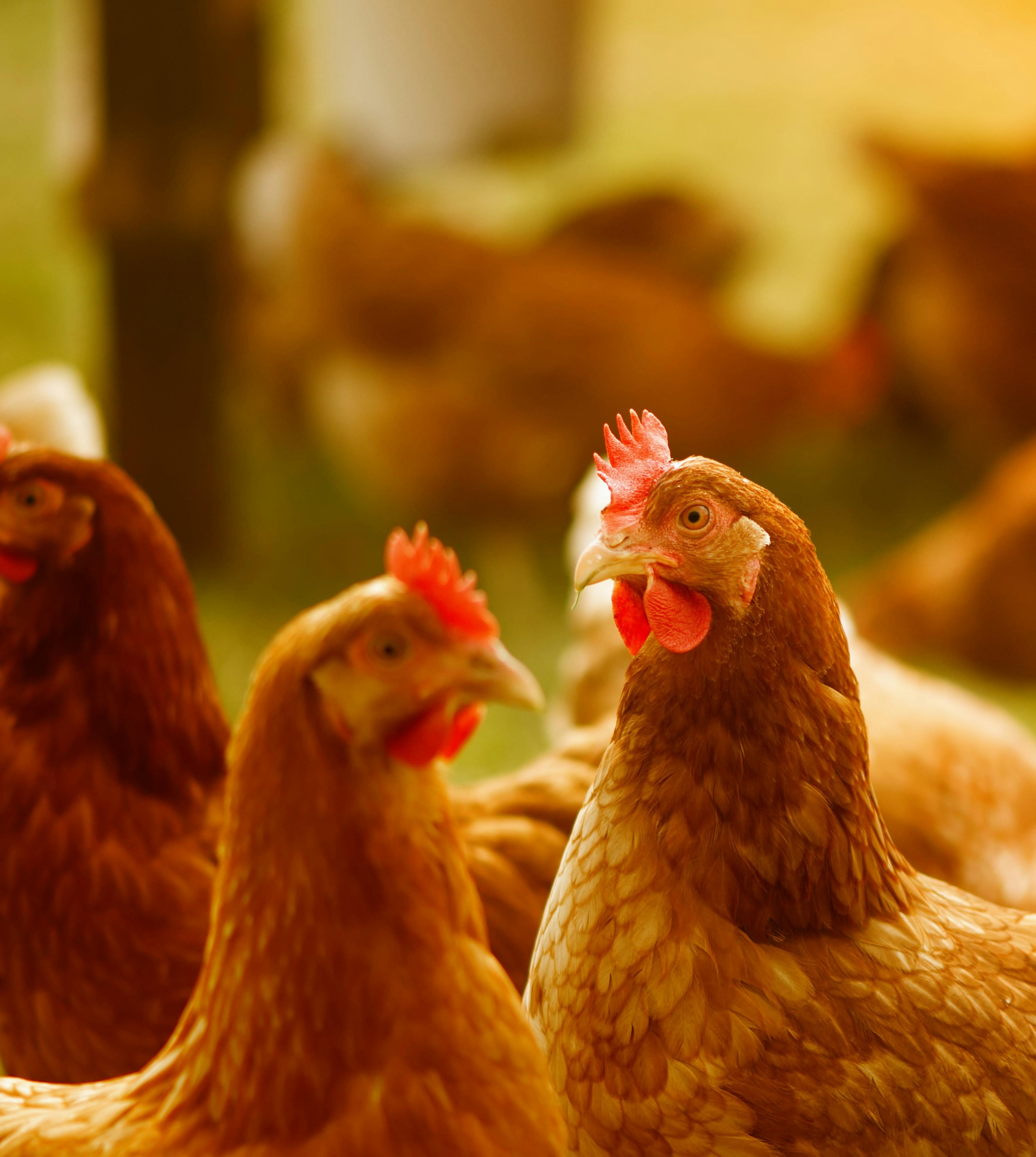 BioCare a spray for birds against red mites