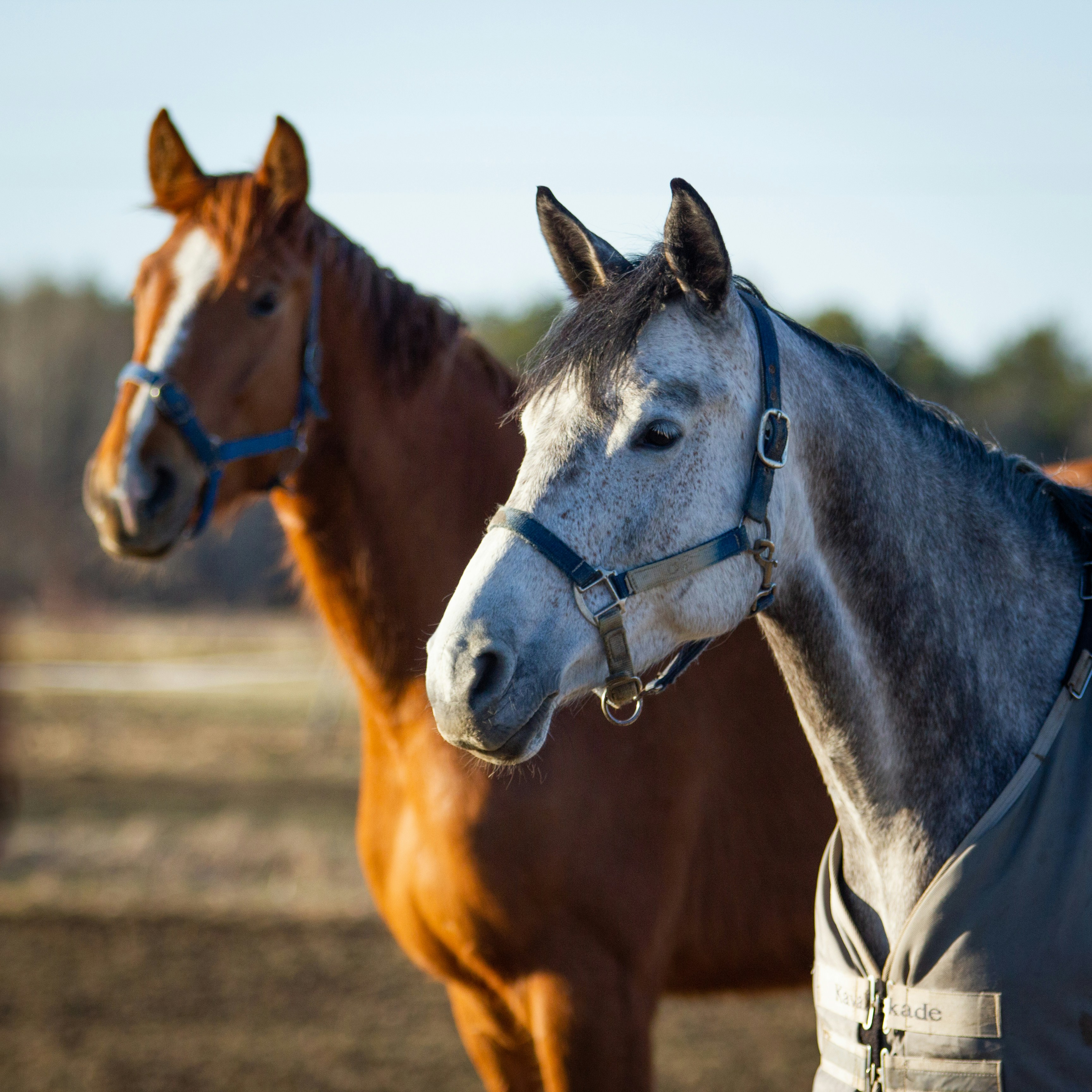 BioCare : Neem oil for animal care 