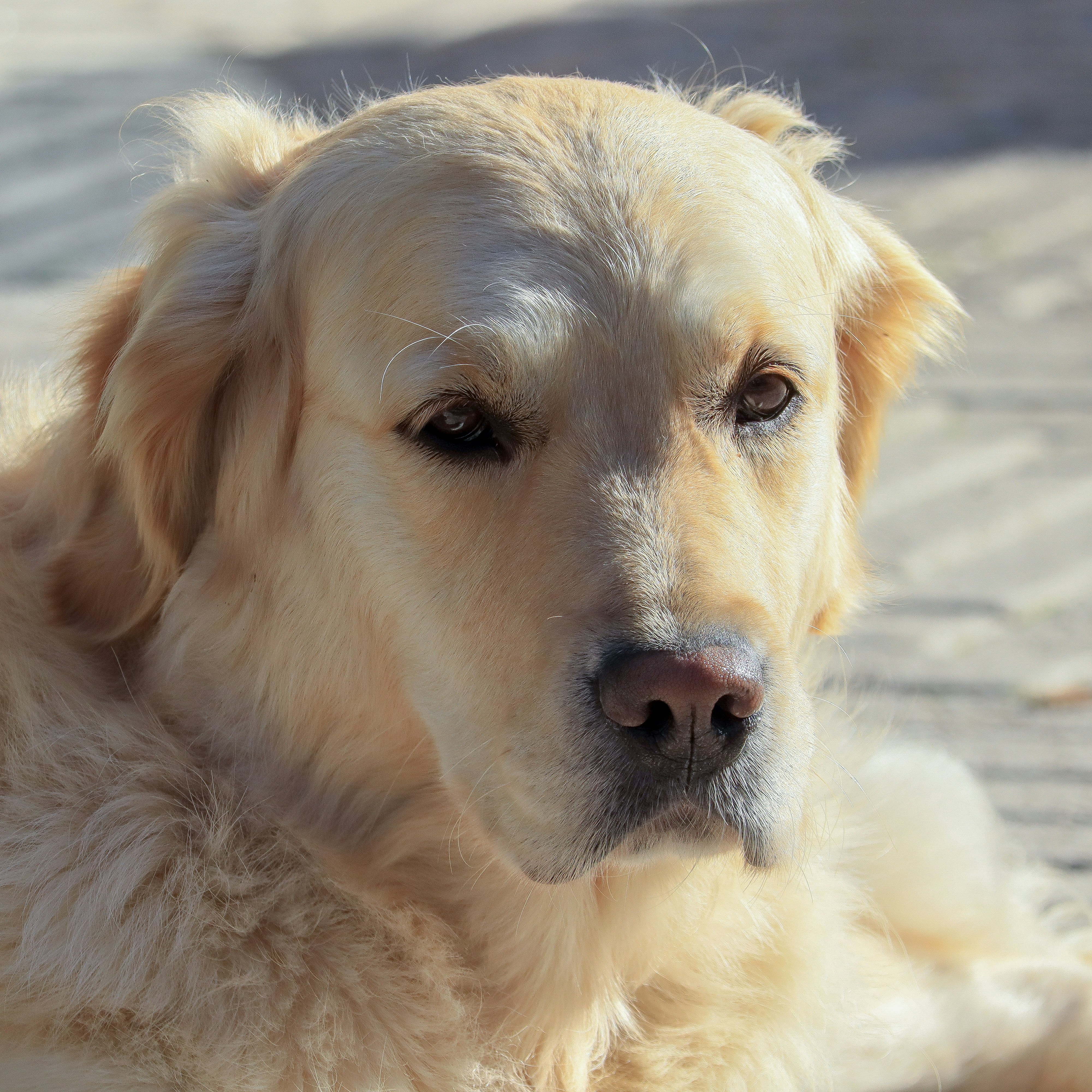 BioCare : Remarkable rejuvenation of dog’s skin