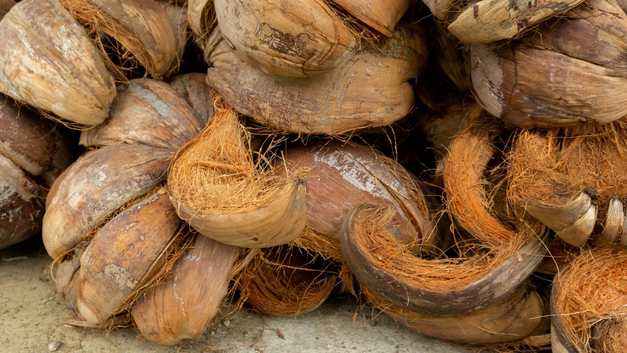 NatureNeem - Coir Products - Coir Nuts