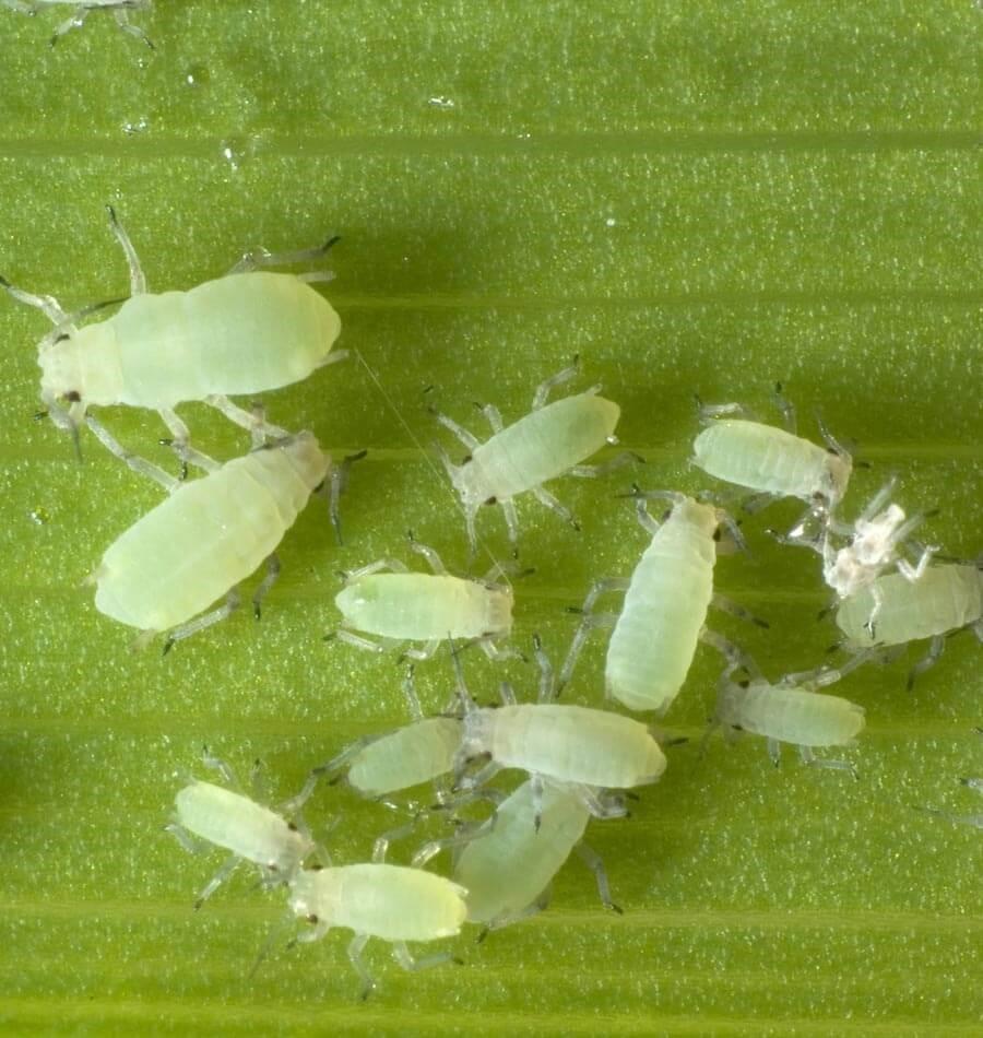 Neem oil as an insect growth regulator