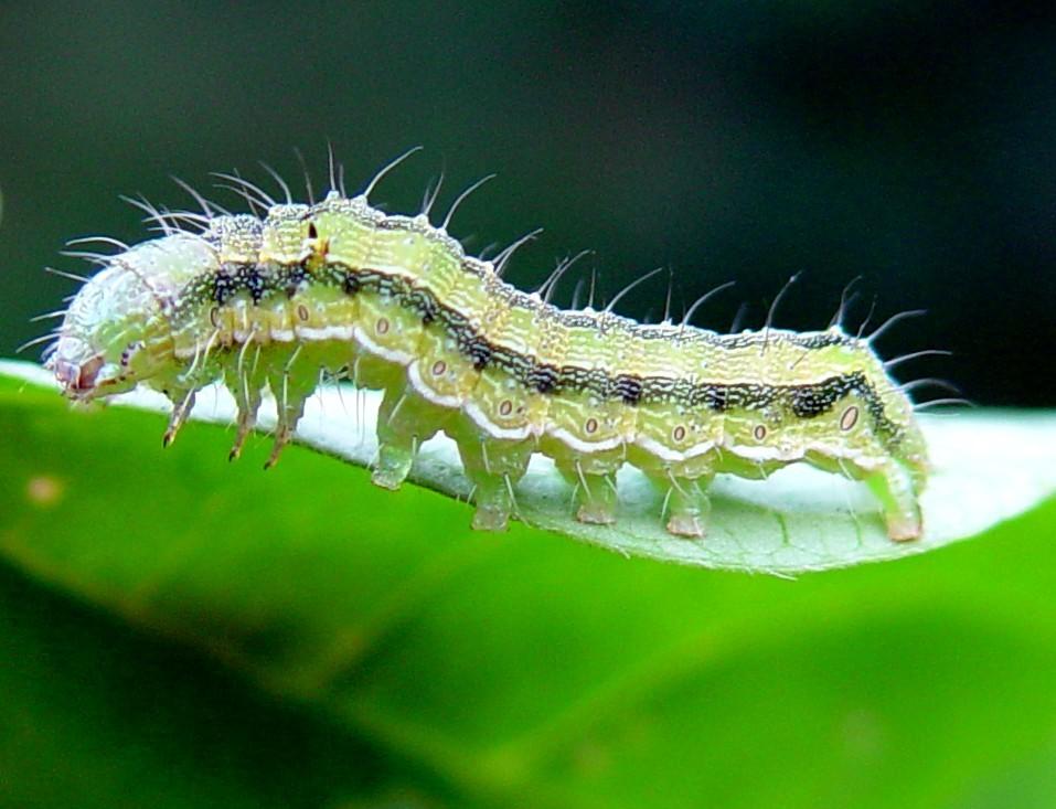 Insect control with TotalCare by Nature Neem