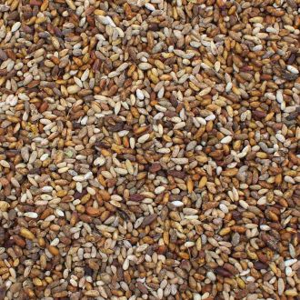 Seed from neem